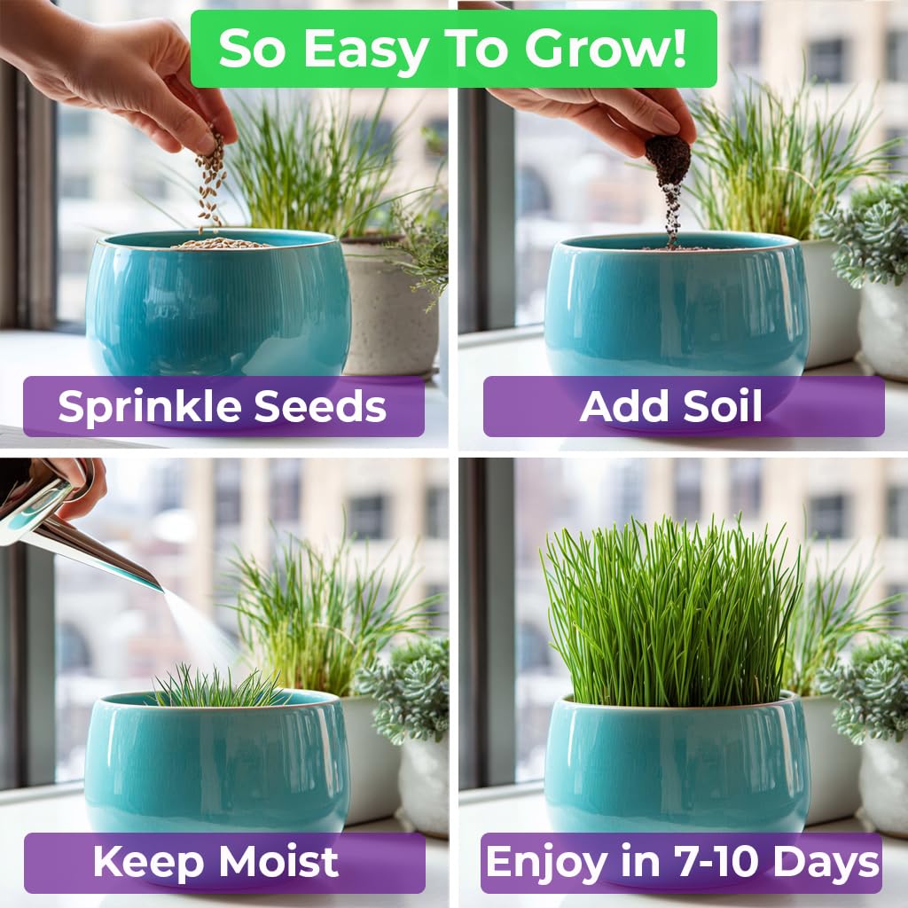 Cat Grass & Catnip Seeds 3 Pack Variety Kit Z99431