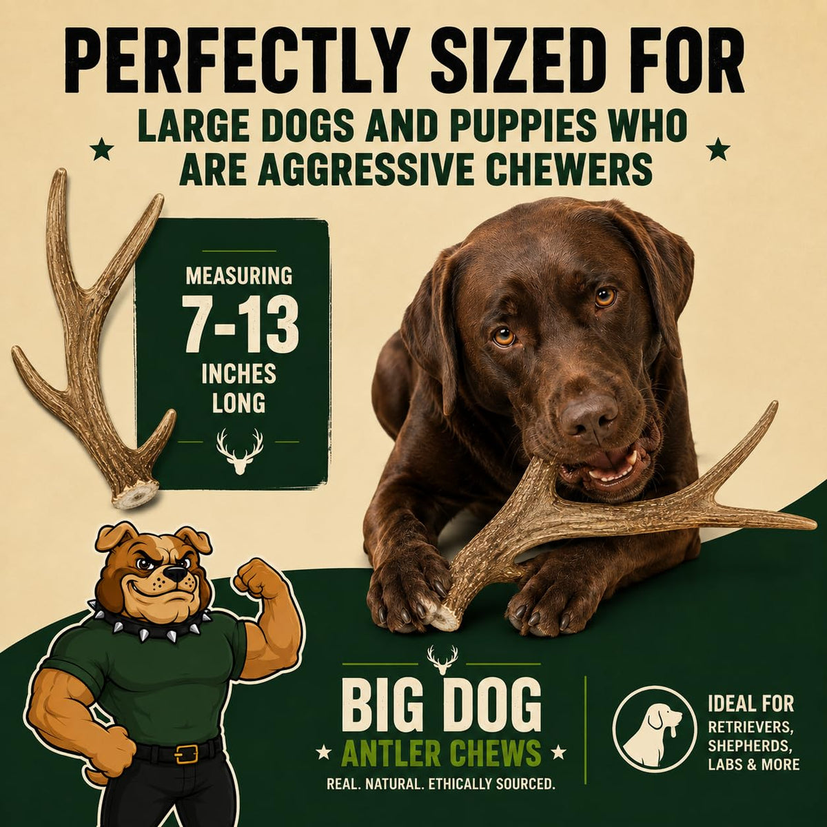 XL Deer Antler Dog Chew N6167