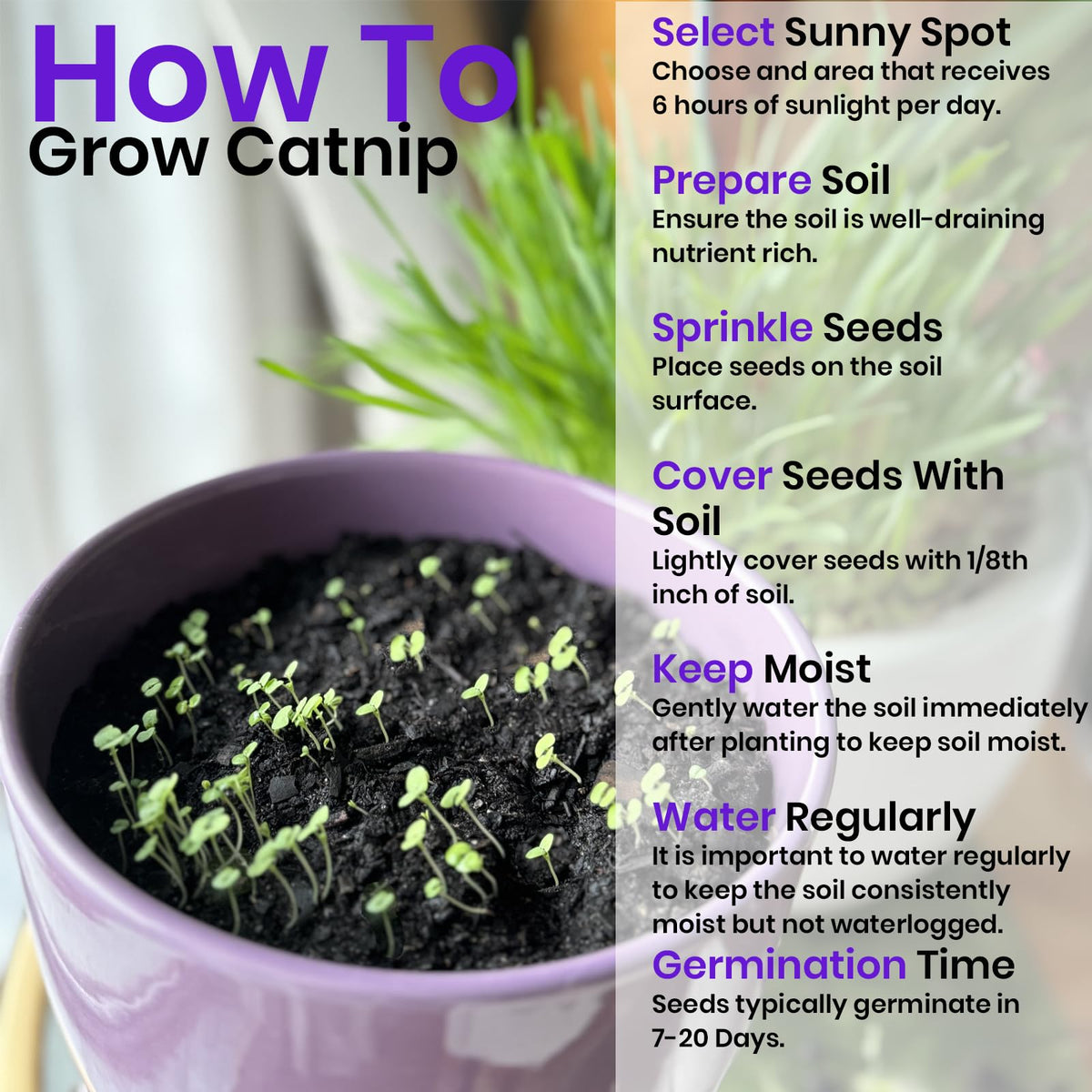 Cat Grass & Catnip Seeds 3 Pack Variety Kit Z99431
