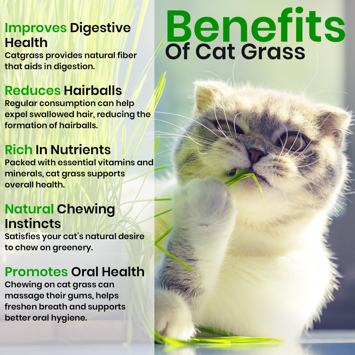 Cat Grass & Catnip Seeds 3 Pack Variety Kit Z99431