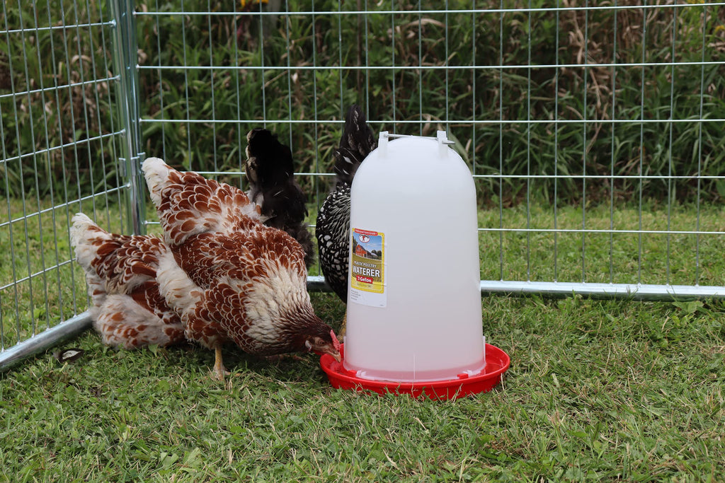3 Gallon Plastic Poultry Waterer with Handle N979283