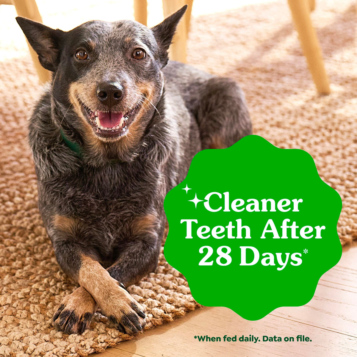 Fresh Mint Dental Dog Treats 43 Count Y457170